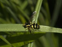 Xanthogramma dives 3, Zuidelijke citroenzweefvlieg, Saxifraga-Jan van der Straaten