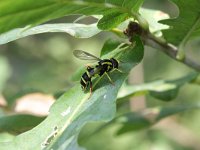 Xanthogramma pedissequum 2, Gewone citroenzweefvlieg, Saxifraga-Rutger Barendse