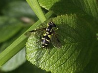 Xanthogramma pedissequum 6, Gewone citroenzweefvlieg, Saxifraga-Peter Meininger