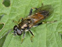 Xylota segnis #07111 : Xylota segnis, Gewone rodebladloper, female