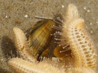 Asterias rubens 7, Gewone zeester, Saxifraga-Foto Fitis-Sytske Dijksen