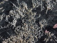 Aetea anguina 4, Saxifraga-Foto Fitis-Sytske Dijksen