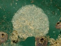 Conopeum reticulum 4, Zeevitrage, Saxifraga-Foto Fitis-Sytske Dijksen