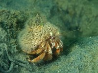 Hydractinia echinata