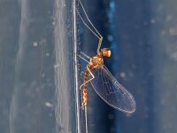 Cloeon dipterum 4, Gewone tweevleugel, Saxifraga-Bart Heijne : 2024, Cloeon dipterum, Ede, Ephemeroptera, augustus, eendagsvlieg, gewone tweevleugel, haften, insect, tuin, zomer