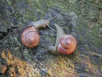 Cepaea nemoralis 24, Zwartgerande tuinslak, Saxifraga-Tom Heijnen