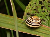 Cepaea nemoralis 25, Zwartgerande tuinslak, Saxifraga-Tom Heijnen