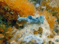 Elysia viridis 16, Groene wierslak, Saxifraga-Tom Heijnen