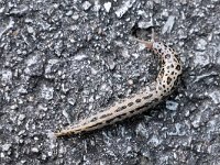 Limax maximus 11, Grote aardslak, Saxifraga-Tom Heijnen