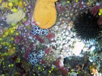 Peltodoris atromaculata 2, Luipaardslak, Saxifraga-Tom Heijnen