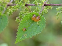 Succinea putris 14, Barnsteenslak, Saxifraga-Tom Heijnen