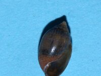 Acteon tornatilis 2, Spoelhoren, Saxifraga-Foto Fitis-Sytske Dijksen