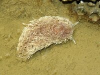 Aeolidia papillosa 9, Vlokkige zeenaaktslak, Saxifraga-Foto Fitis-Sytske Dijksen