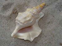 Aporrhais pespelecani