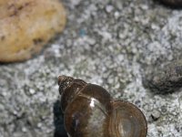 Bithynia tentaculata 2, Grote diepslak, Saxifraga-Rutger Barendse