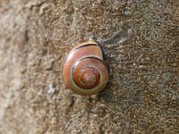 Cepaea nemoralis 12, Zwartgerande tuinslak, Saxifraga-Rudmer Zwerver