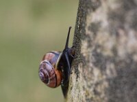 Cepaea nemoralis 14, Zwartgerande tuinslak, Saxifraga-Rudmer Zwerver