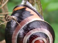 Cepaea nemoralis 19, Zwartgerande tuinslak, Saxifraga-Frank Dorsman  Cepaea nemoralis, Gewone tuinslakBredevoort 030911