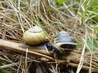 Cepaea nemoralis 1, Gewone tuinslak, Saxifraga-Mark Zekhuis