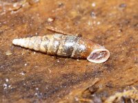 Cochlodina laminata 2, Gladde clausilia, Saxifraga-Foto Fitis-Sytske Dijksen