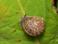 Cornu aspersum 10, Segrijnslak, Saxifraga-Tom Heijnen