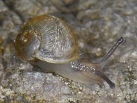 Cornu aspersum #08545 : Cornu aspersum, Garden snail, Segrijnslak, Juveniel