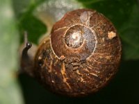 Cornu aspersum 8, Segrijnslak, Saxifraga-Tom Heijnen