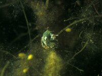 Elysia viridis 13, Groene wierslak, Saxifraga-Eric Gibcus