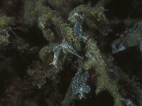 Elysia viridis 7, Groene wierslak, Saxifraga-Eric Gibcus