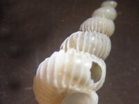 Epitonium clathratulum