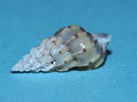 Epitonium clathrus 1, Gewone wenteltrap, Saxifraga-Foto Fitis-Sytske Dijksen