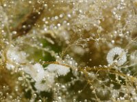 Eubranchus rupium 4, Noordelijke knuppelslak, eggs, Saxifraga-Foto Fitis-Sytske Dijksen