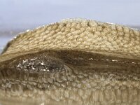 Euspira catena 4, Grote tepelhoren, eggs, Saxifraga-Foto Fitis-Sytske Dijksen