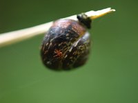 Helix aspersa 2, Segrijnslak, Saxifraga-Rudmer Zwerver