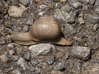 Helix pomatia 13, Wijngaardslak, Saxifraga-Jan van der Straaten