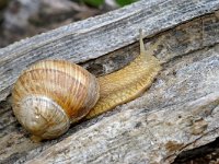 Helix pomatia 4, Wijngaardslak, Foto Fitis-Sytske Dijksen