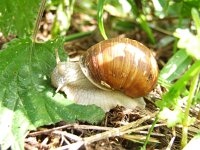 Helix pomatia 5, Wijngaardslak, Saxifraga-Rudmer Zwerver