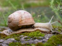 Helix pomatia 7, Wijngaardslak, Saxifraga-Mark Zekhuis