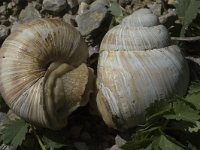 Helix pomatia 1, Wijngaardslak, Saxifraga-Marijke Verhagen