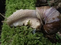 Helix pomatia 10, Wijngaardslak, Saxifraga-Frank Dorsman  Helix pomatia, Wijngaards​lak AW-duinen 190611