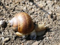 Helix pomatia 14, Wijngaardslak, Saxifraga-Bart Vastenhouw