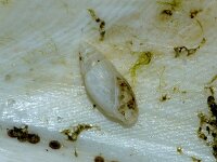 Leucophytia bidentata