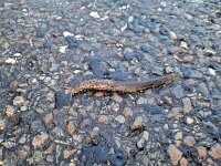 Limax maximus 12, Grote aardslak, Saxifraga-Ben Delbaere