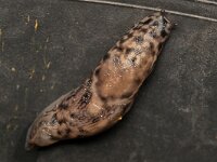 Limax maximus 14, Grote aardslak, Saxifraga-Tom Heijnen