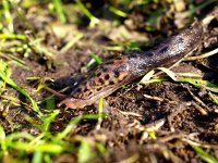 Limax maximus 5, Grote aardslak, Saxifraga-Rudmer Zwerver