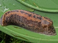 Limax maximus 9, Grote aardslak, Saxifraga-Ab H Baas