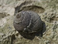 Littorina littorea 6, Gewone alikruik, Saxifraga-Willem van Kruijsbergen