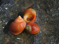 Littorina saxatilis