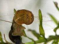 Lymnaea ovata