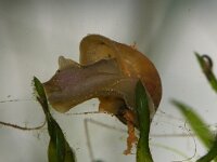 Lymnaea ovata 2, Ovale poelslak, Saxifraga-Foto Fitis-Sytske Dijksen